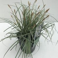 Zegge (Carex oshimensis "Everest") siergras - In 2 liter pot - 1 stuks - thumbnail