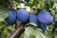 Leipruimenboom &apos;Bleue de Belgique&apos;