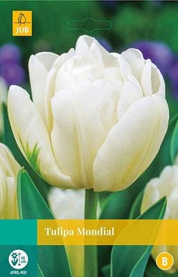 Tulipa Mondial 5 bollen - Jub