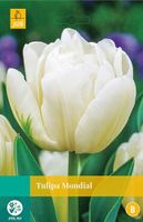 Tulipa Mondial 5 bollen - Jub