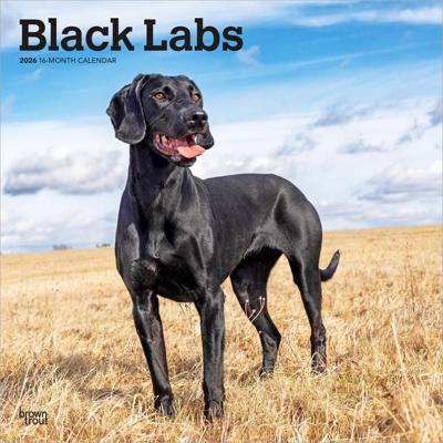 Labrador Retriever Zwart Kalender 2026