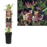 Klimplant Lonicera per. Serotina 75 cm - Van der starre Klimplant Lonicera per. Serotina 75 cm - Van der starre
