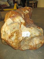 Fossiel hout C5