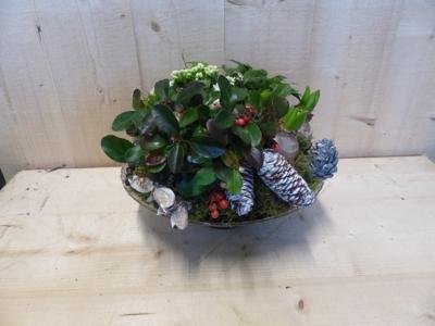 Herfstschaaltje glas met Bergthee en dennenappels - Warentuin natuurlijk