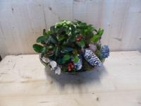 Herfstschaaltje glas met Bergthee en dennenappels - Warentuin natuurlijk Herfstschaaltje glas met Bergthee en dennenappels - Warentuin natuurlijk