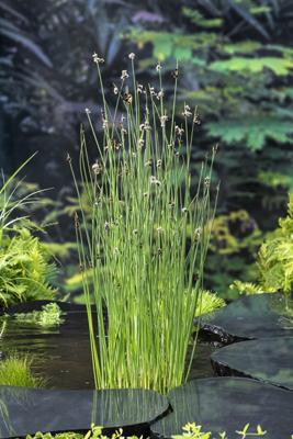 Mattenbies / Scirpus lacustris