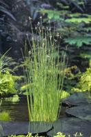 Mattenbies / Scirpus lacustris