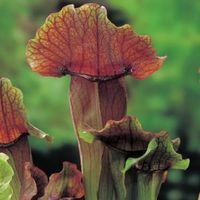 Oranjebruine trompetbekerplant (Sarracenia “Maroon”) moerasplant - 6 stuks - thumbnail