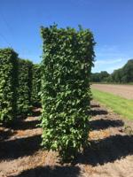 Carpinus betulus purpurea 250 cm - Quickhedge