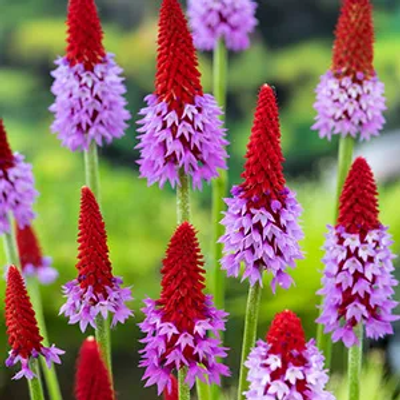 Orchideeenprimula / Primula vialli