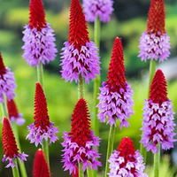 Orchideeenprimula / Primula vialli