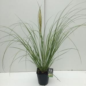 Dwergpampasgras (Cortaderia selloana "Mini Pampas") siergras - In 5 liter pot - 1 stuks