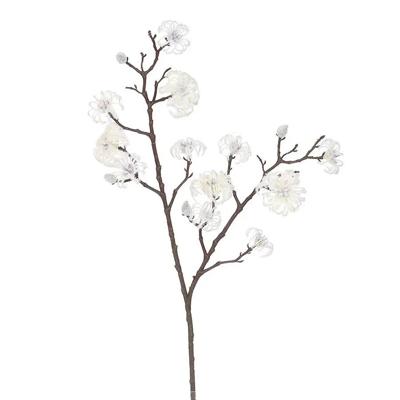 Magnolia tak cream - Hortus