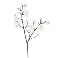 Magnolia tak cream - Hortus
