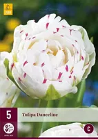 X 5 Tulipa Danceline - thumbnail