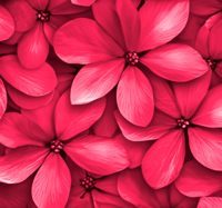 Digitale rode bloemen Vinyl tapijt hal