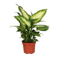 Dieffenbachia Camilla - Ø12cm - ↕35cm Dieffenbachia Camilla - Ø12cm - ↕35cm