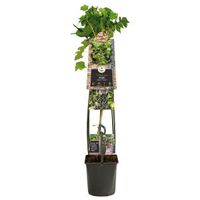 Zwarte Bes Ribes Nigrum Titania 120 cm klimplant - thumbnail