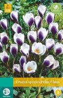 Crocus Prins Claus 15 bollen - Jub
