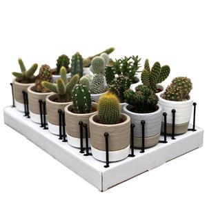 Mini Cactus &apos;Fashion&apos; sierpot + staander (15-pack)