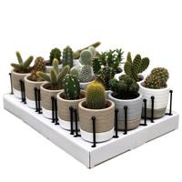 Mini Cactus &apos;Fashion&apos; sierpot + staander (15-pack)