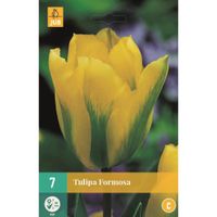 Tulp Formosa 7 bollen