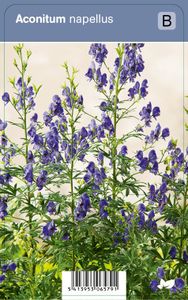 Vips Aconitum Napellus - Monnikskap