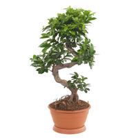 Ficus Microcarpa &apos;Ginseng&apos; P 22 cm