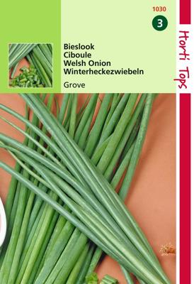 Bieslook Grove Allium Fistulosum - Hortitops