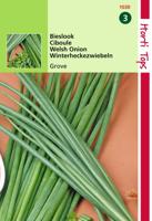 Bieslook Grove Allium Fistulosum - Hortitops