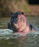 Hippopotamus (nijlpaard)