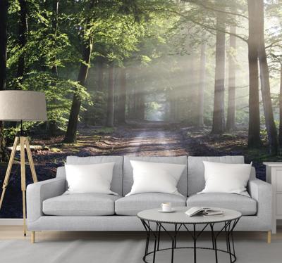 Fotobehang bomen donker bos met zonlicht