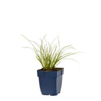 Carex test. Prairie Fire vaste plant Griffioen - Griffioen