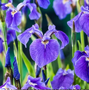 Paarse iris / Iris setosa