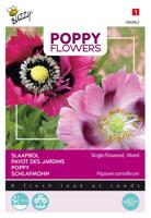 Poppies of the world papaver slaapbol - Buzzy