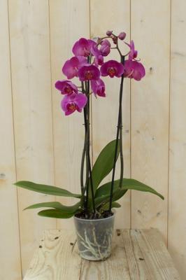 Vlinderorchidee Twee Takken roze 60 cm - Warentuin natuurlijk