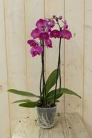 Vlinderorchidee Twee Takken roze 60 cm - Warentuin natuurlijk