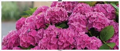 Hortensia roze 130x50cm Tuinschilderij - Customize it