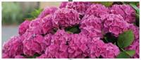 Hortensia roze 130x50cm Tuinschilderij - Customize it
