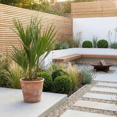 Washingtonia Robusta - Mexicaanse Waaierpalm - P14