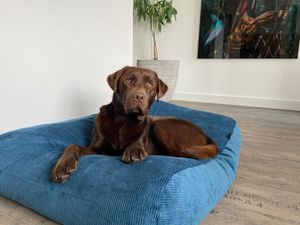Dog's Companion® Hondenbed petrol ribcord superlarge