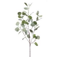 Eucalyptus