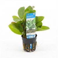 Echinodorus harbich - 6 stuks - aquarium plant - thumbnail