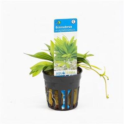 Echinodorus magdalenensis - 6 stuks - aquarium plant