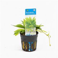 Echinodorus magdalenensis - 6 stuks - aquarium plant