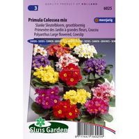 Grootbloemige slanke sleutelbloem bloemzaden – Primula colossea mix - thumbnail