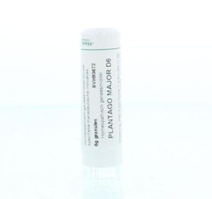 Plantago major D6