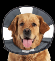 Zenpet Procone Xl