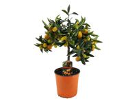 Citrus Kumquat op stam - thumbnail