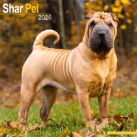 Shar Pei Kalender 2026
